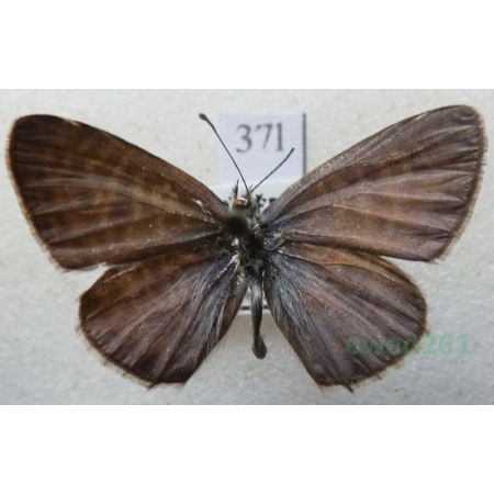 Leptotes pirithous (Linnaeus, 1767) Croatia37l